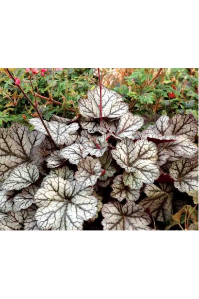 Гейхера гібридна ’Гліттер’